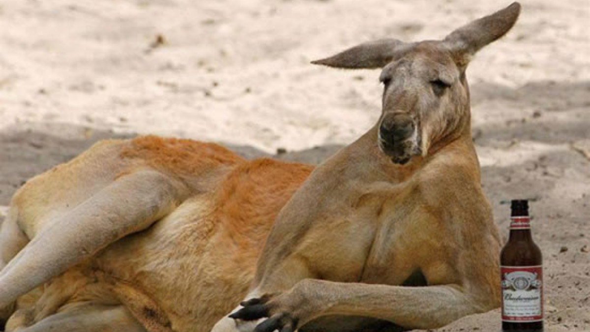 The 90 Kangaroos released in Wyoming are already causing problems in Utah -  The Brine Shrimp